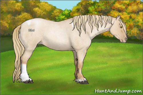 Horse Color:Red Dun Roan Pearl Tobiano Frame 