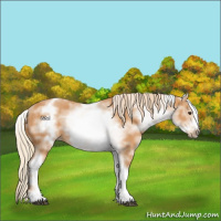 Horse Color:White Spotted Chestnut Sabino Frame 