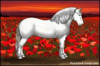 Horse Color:Buckskin Appaloosa