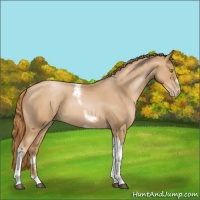 Horse Color:Red Roan Pearl Tobiano Frame 