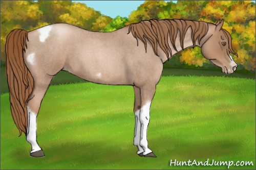Horse Color:Liver Red Roan Pearl Tobiano Frame
