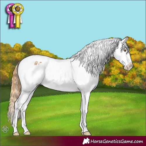 Horse Color:Buckskin Sabino Appaloosa 