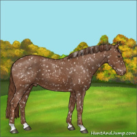 Horse Color:Chestnut Snowflake Varnish 
