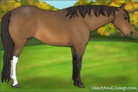 Horse Color:Buckskin 