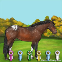 Horse Color:Bay Snowflake Varnish 