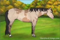 Horse Color:Brown Dun  and Sable Champagne Dun 