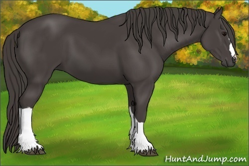 Horse Color:Smoky Black 