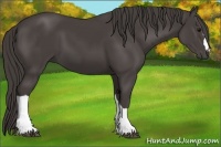 Horse Color:Smoky Black 