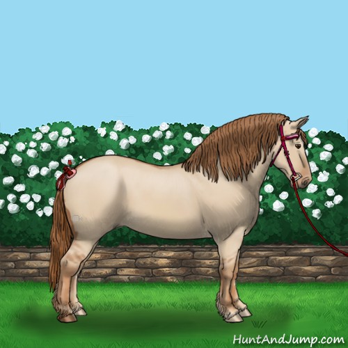Horse Color:Red Dun 