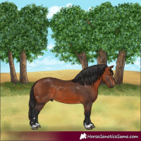 Horse Color:Bay 