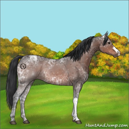 Horse Color:Brown Ice Roan 