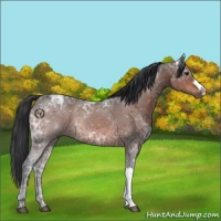 Horse Color:Brown Ice Roan 