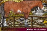 Horse Color:Bay Splash Frame  and Bay Splash Frame 