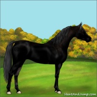 Horse Color:Void White Spotted Brown Roan