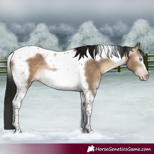 Horse Color:Gray Sable Champagne Dun Tobiano Frame Rabicano 