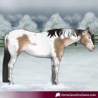 Horse Color:Gray Sable Champagne Dun Tobiano Frame Rabicano 
