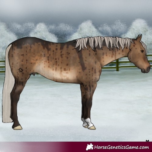 Horse Color:Gray Silver Brown Dun Brindle 