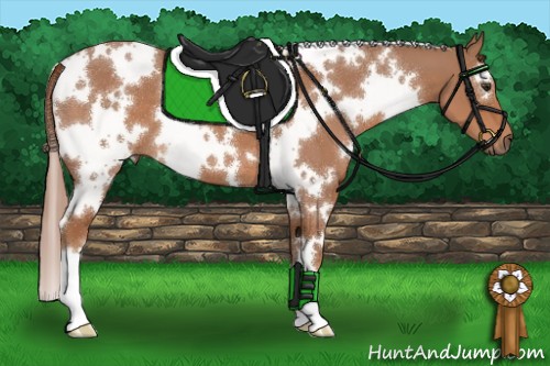 Horse Color:White Spotted Chestnut 