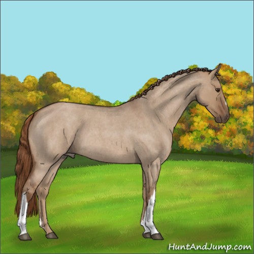Horse Color:Red Dun Roan 