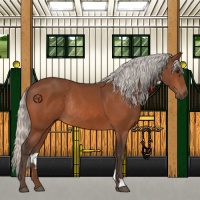 Horse Color:Silver Bay Rabicano