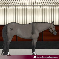 Horse Color:Grullo Rabicano 