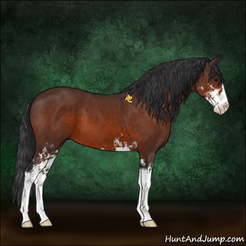 Horse Color:Bay Sabino 
