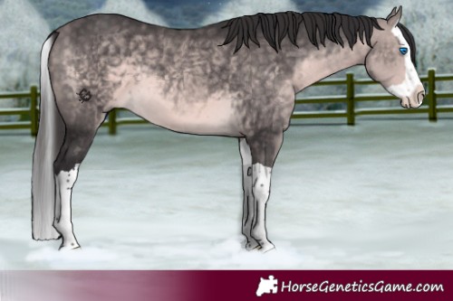 Horse Color:Platinum Buckskin Splash 