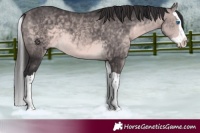 Horse Color:Platinum Buckskin Splash 