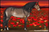 Horse Color:Brown Dun Sabino
