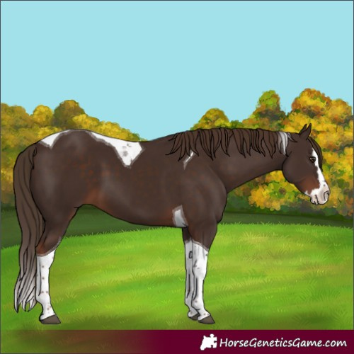 Horse Color:Liver Chestnut Splash Tobiano
