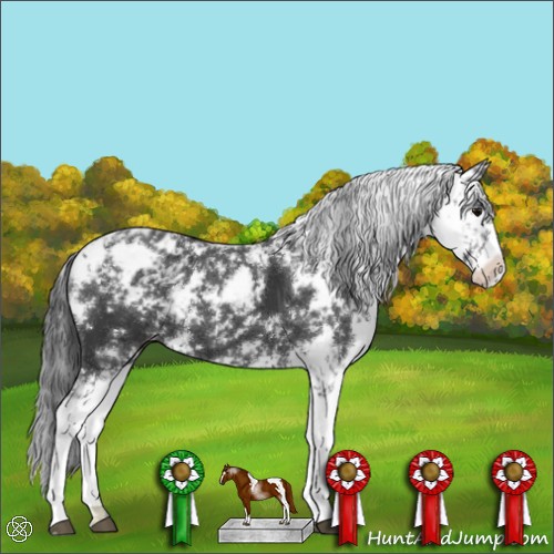 Horse Color:Black Sabino Appaloosa 