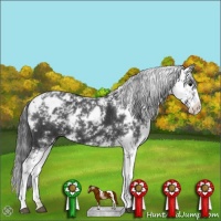 Horse Color:Black Sabino Appaloosa 