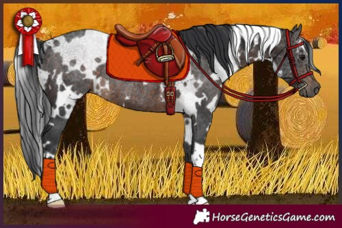 Horse Color:White Spotted Brown Rabicano