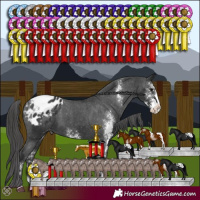 Horse Color:Black Sabino Appaloosa