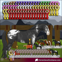 Horse Color:Black Sabino Varnish 
