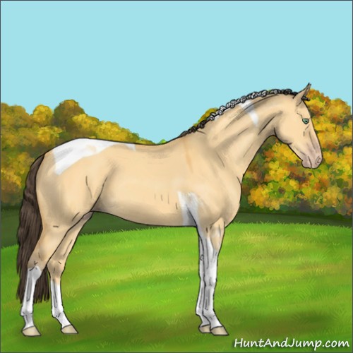 Horse Color:Amber Cream Champagne Dun Tobiano