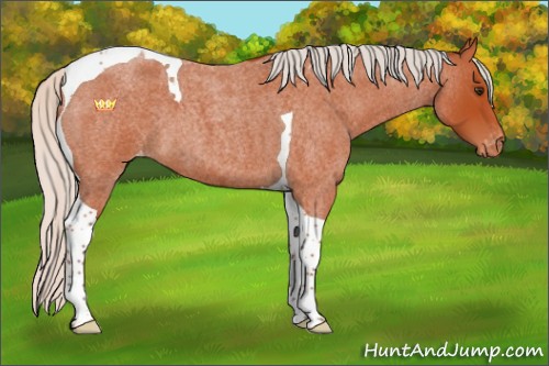 Horse Color:Silver Bay Roan Tobiano Appaloosa 