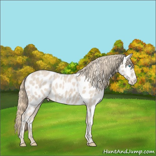 Horse Color:Smoky Creme Appaloosa 