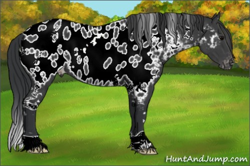 Horse Color:White Spotted Black Blanket