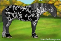 Horse Color:White Spotted Black Blanket