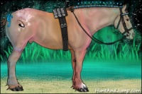 Horse Color:Classic Champagne Appaloosa 