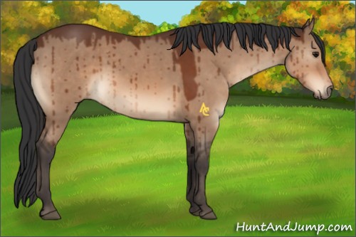 Horse Color:Bay Dun Sabino 