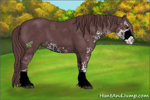 Horse Color:ERROR: UNKNOWN ANOMALY