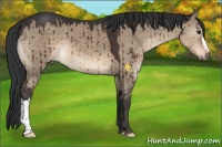 Horse Color:Brown Dun