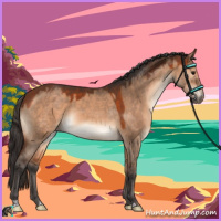 Horse Color:Bay Dun 