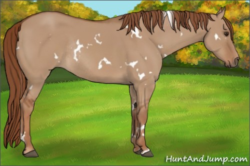 Horse Color:White Spotted Red Dun Rabicano