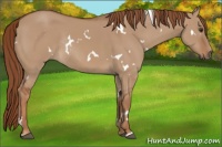Horse Color:White Spotted Red Dun Rabicano 