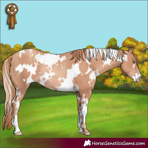 Horse Color:White Spotted Gold Champagne Rabicano 