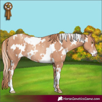 Horse Color:White Spotted Gold Champagne Rabicano