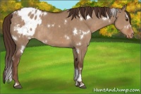Horse Color:White Spotted Liver Red Dun Appaloosa Rabicano